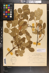 Fraxinus caroliniana image