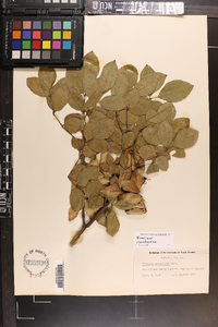 Fraxinus caroliniana image