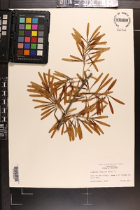 Fraxinus profunda image