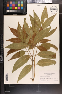 Fraxinus profunda image