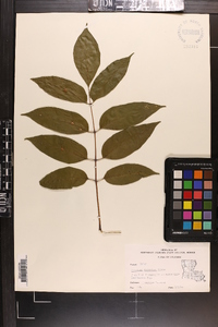 Fraxinus profunda image