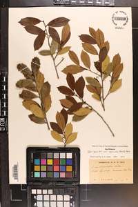 Ilex opaca var. arenicola image