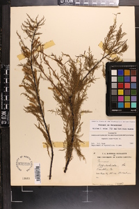 Tamarix parviflora image