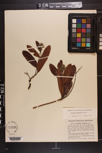 Licania michauxii image
