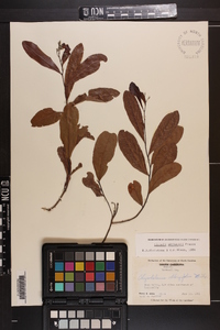Licania michauxii image
