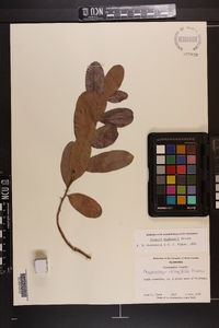 Licania michauxii image