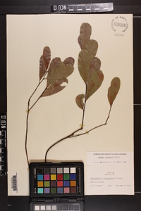 Licania michauxii image