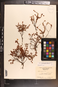 Hypericum suffruticosum image