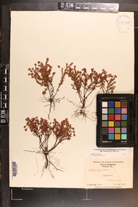 Hypericum suffruticosum image