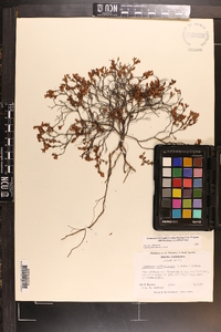 Hypericum suffruticosum image