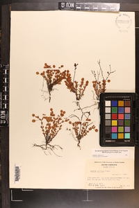 Hypericum suffruticosum image