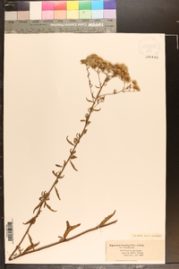 Eupatorium leucolepis image