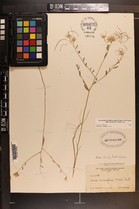 Warea cuneifolia image