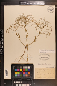 Warea cuneifolia image