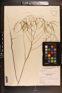 Warea cuneifolia image