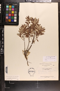 Crocanthemum corymbosum image