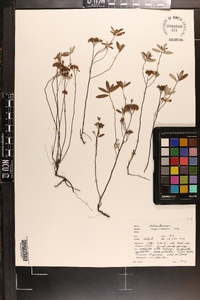 Crocanthemum corymbosum image