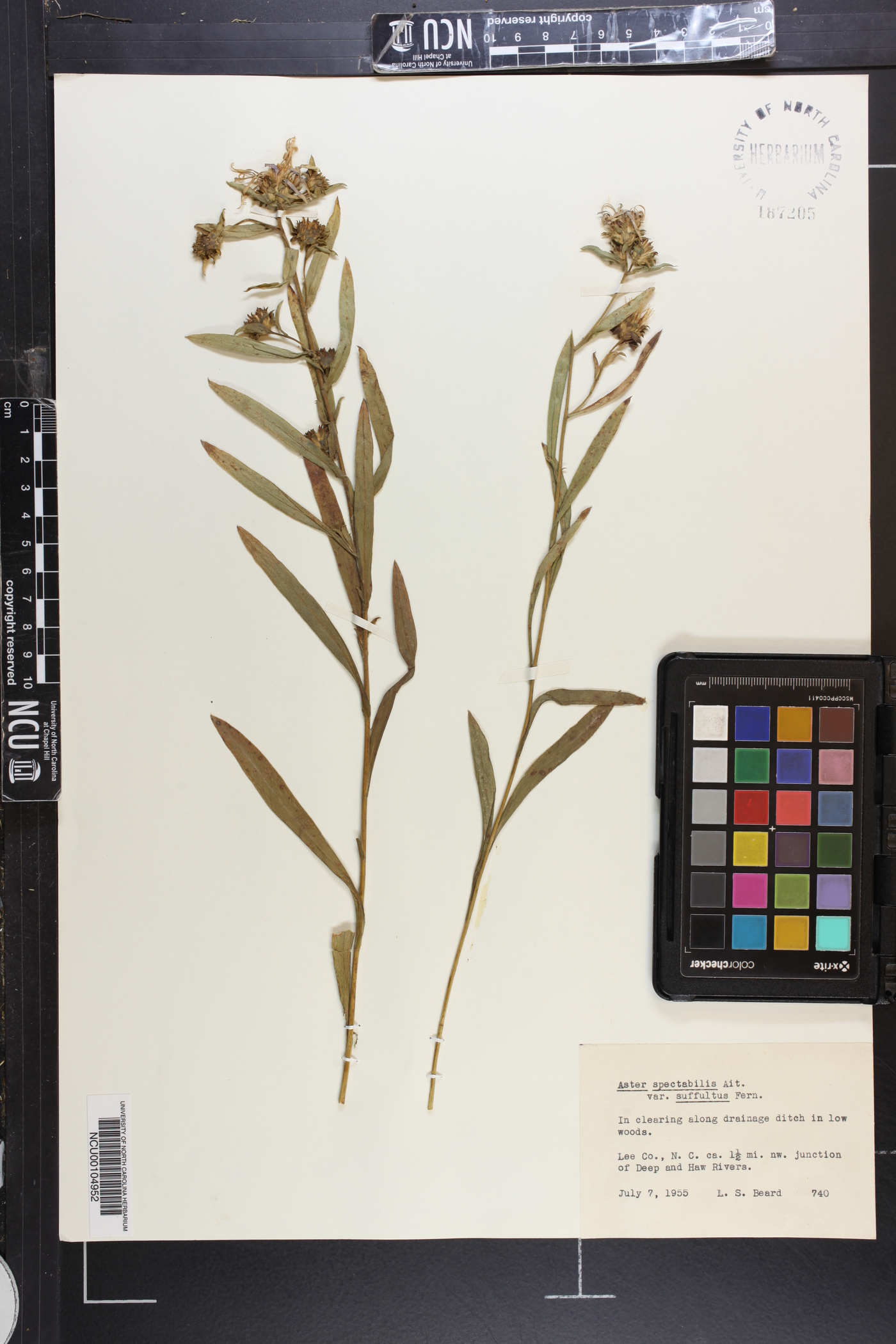 Eurybia spectabilis image