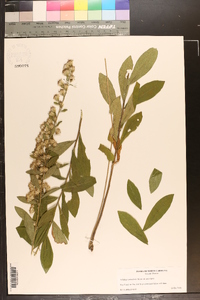 Solidago petiolaris var. petiolaris image