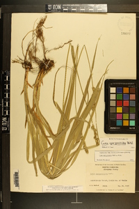 Carex sparganioides image