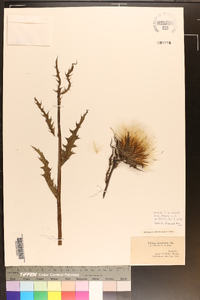 Cirsium horridulum image