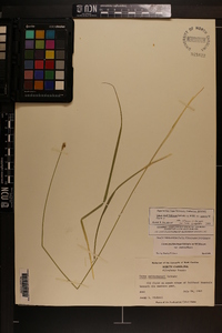 Carex muehlenbergii var. enervis image