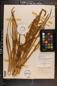 Stenanthium gramineum image