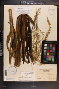 Stenanthium gramineum image