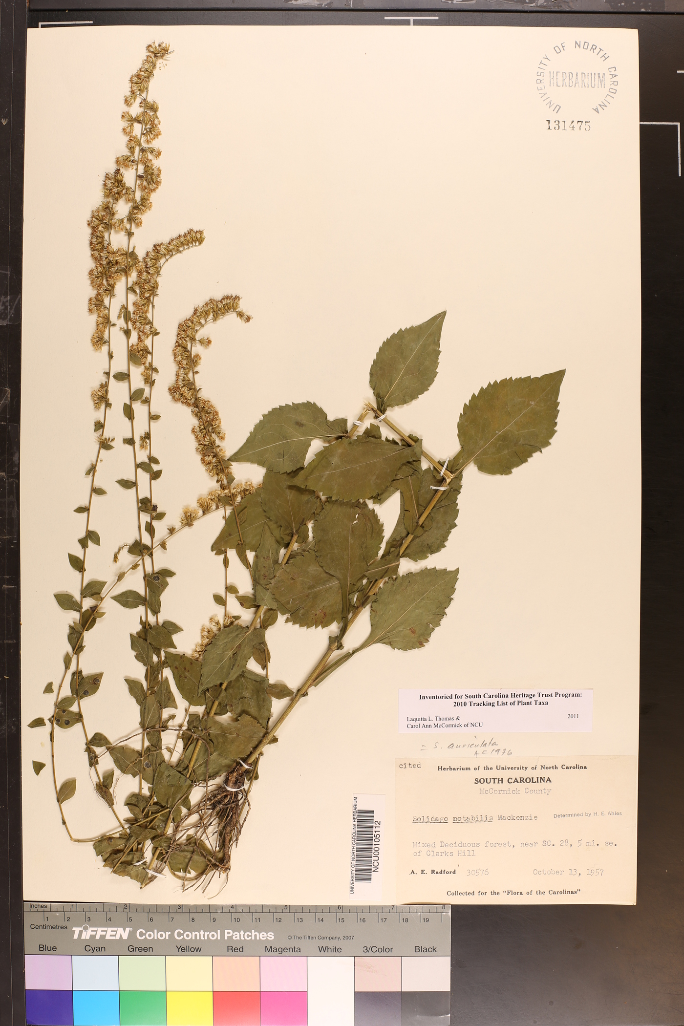 Solidago auriculata image