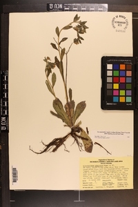 Lithospermum tuberosum image