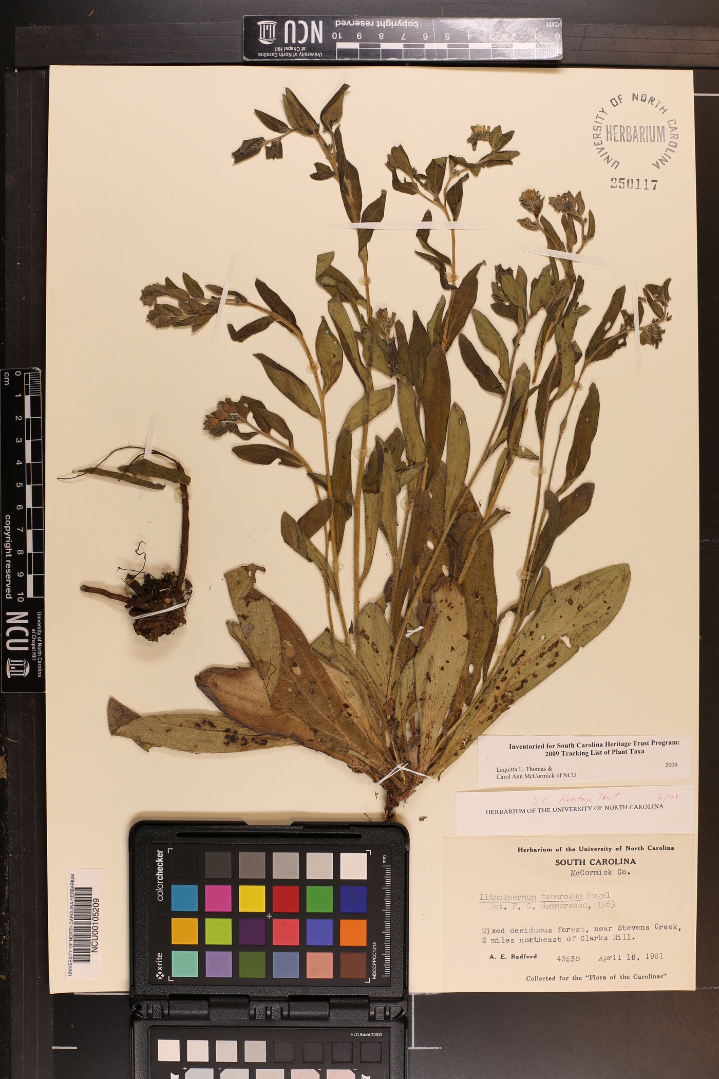 Lithospermum tuberosum image