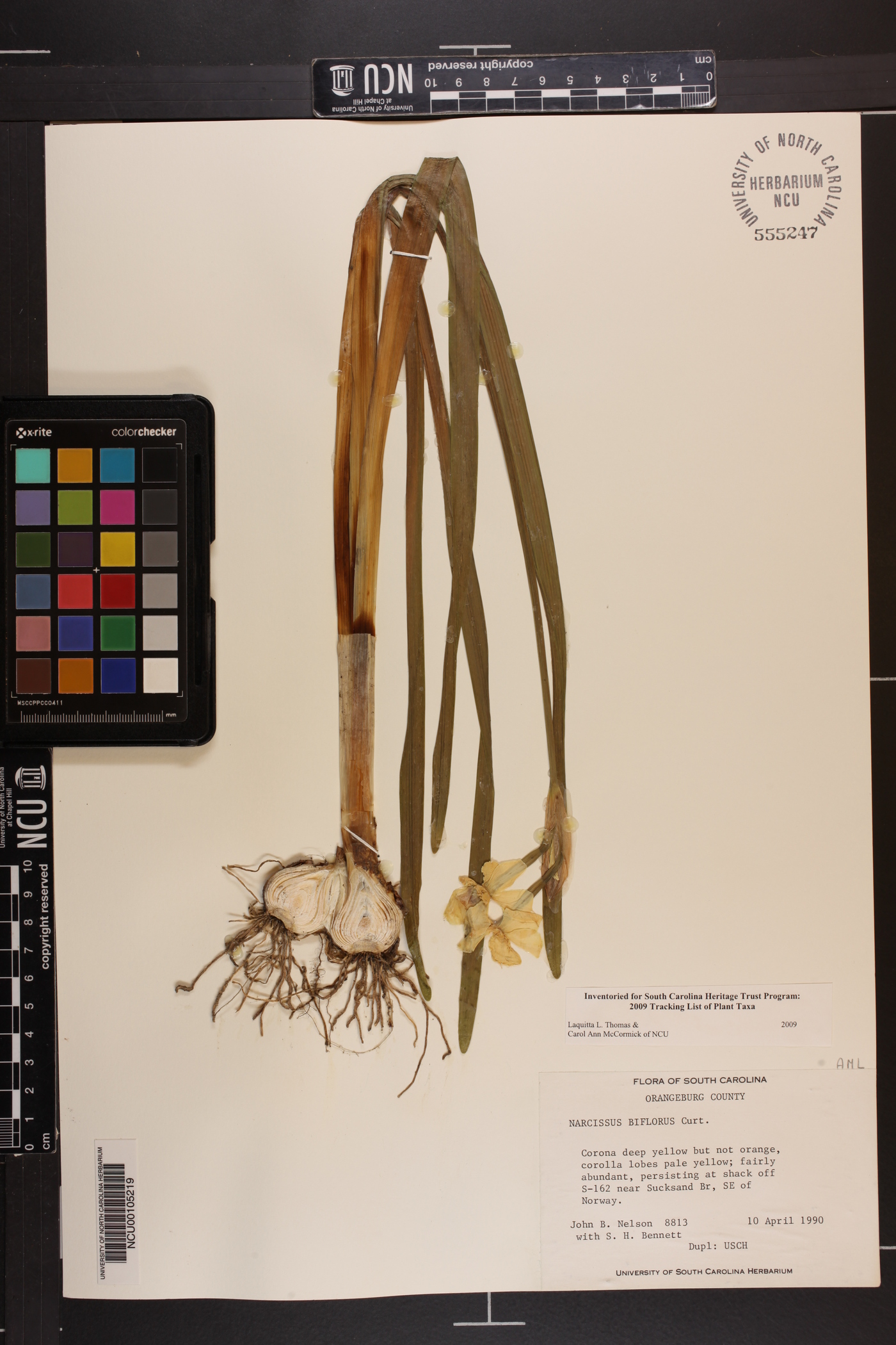 Narcissus biflorus image