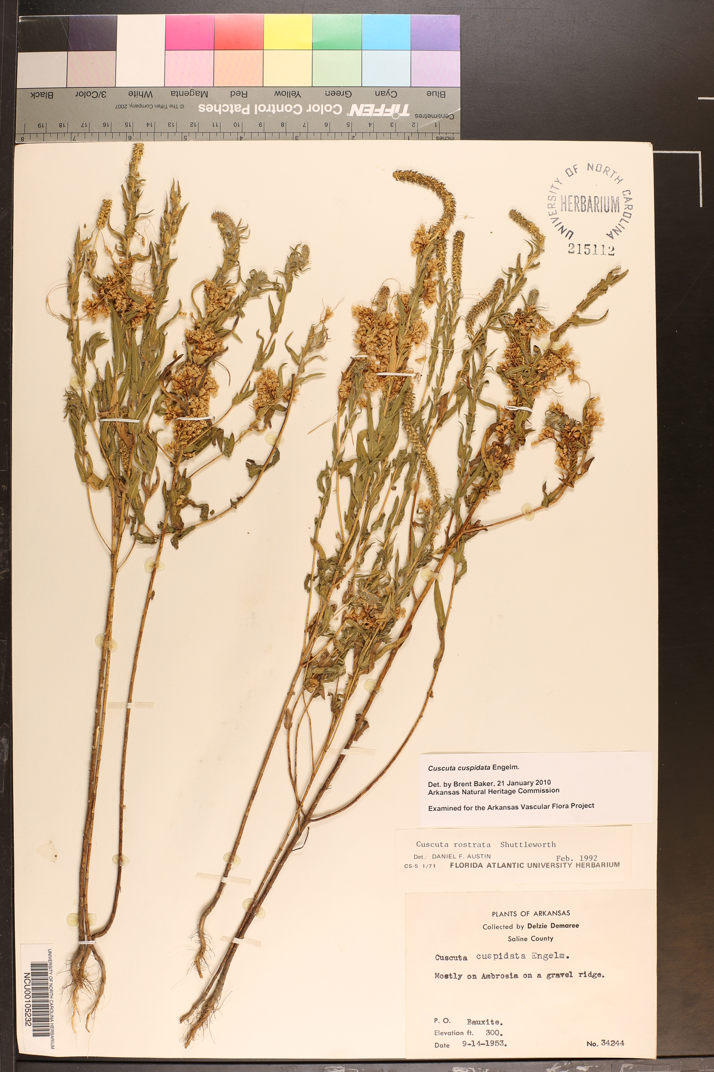 Cuscuta cuspidata image