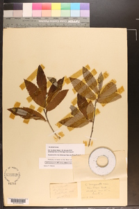 Castanea pumila var. pumila image