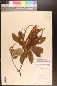 Castanea pumila var. pumila image