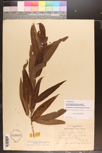 Salix caroliniana image