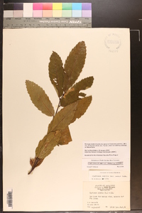 Castanea pumila var. ozarkensis image