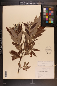 Salix caroliniana image