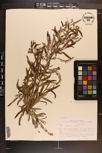 Salix caroliniana image