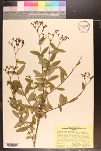 Hypericum nudiflorum image