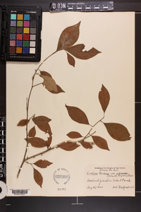 Lindera benzoin var. pubescens image