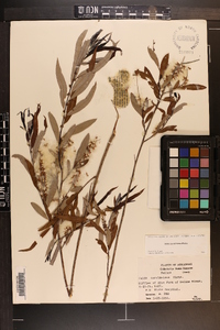 Salix caroliniana image