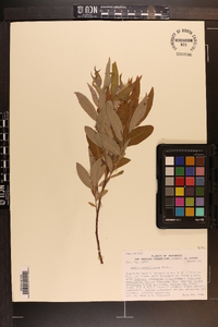 Salix caroliniana image