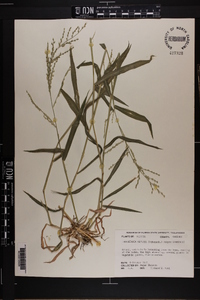 Urochloa deflexa image