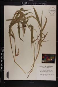 Urochloa platyphylla image