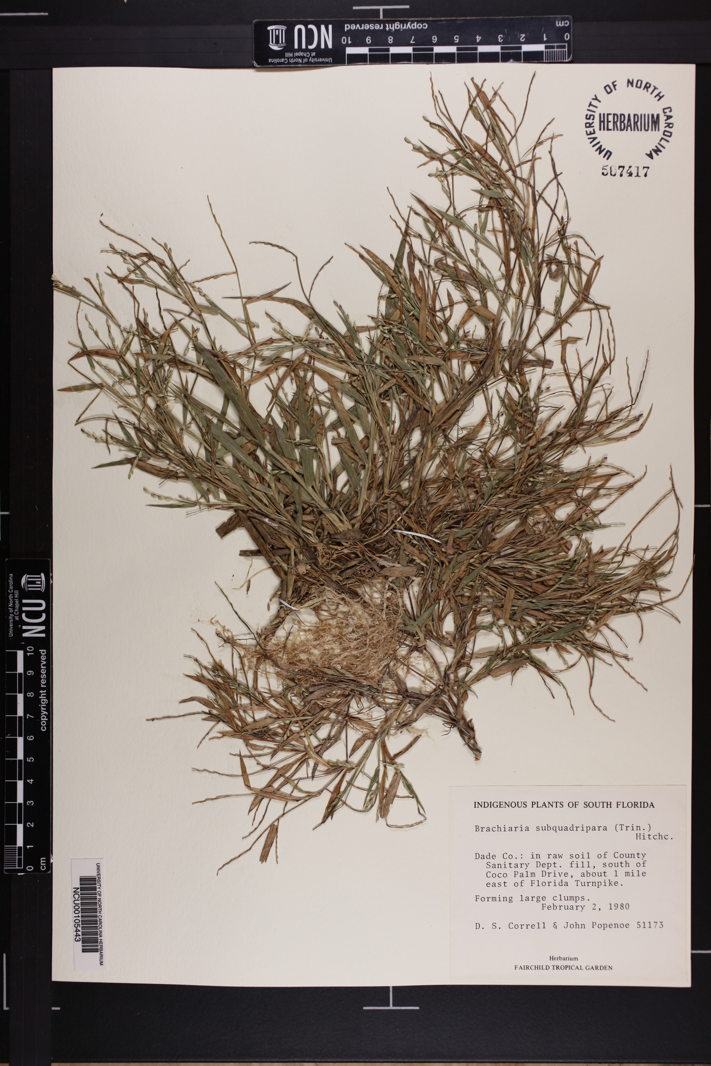 Urochloa subquadripara image