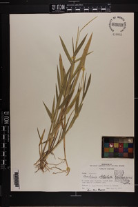 Urochloa platyphylla image