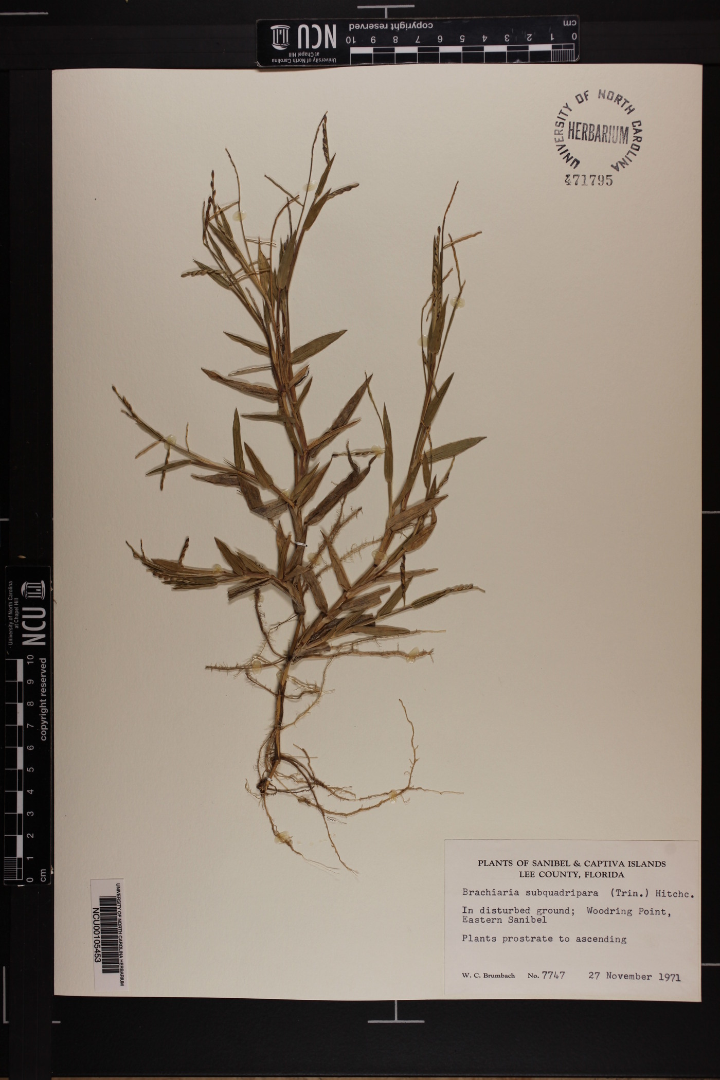 Urochloa subquadripara image