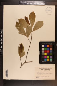 Asimina parviflora image