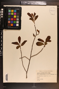 Asimina parviflora image